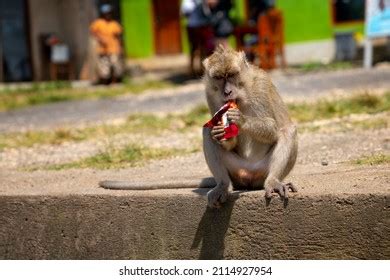 Monkey Eating Chocolate Nusa Penida Indonesia Stock Photo Edit Now