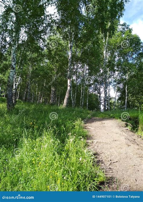 Foresta Della Betulla E Chiaro Cielo Blu Con Le Nuvole Betulla Ed Erba