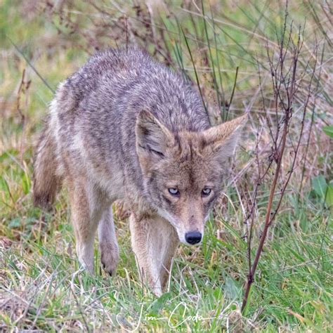 Blue-eyed Coyote, Point Reyes National Seashore - Jim Coda Nature Photography