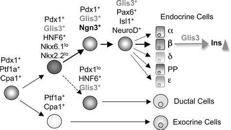 Schematic Representation Of The Critical Roles Of Glis3 In Pancreatic