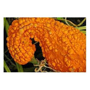 Крукнек, кривошейка (Cucurbita pepo) - «Самый необычный и красивый ...