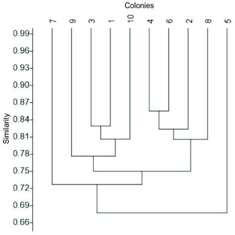 Similarity Dendrogram Bray Curtis Index And Paired Group Algorithm In