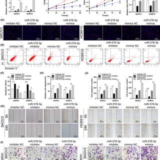 Knockingdown Or Overexpression Of MiR5765p Suppresses Or Promotes