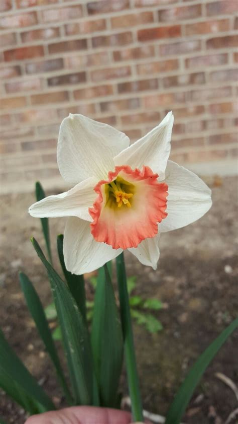 Peach Daffodil Zone 5 Perrenial Spring Flower