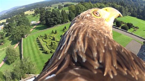 Elite Falconry Fife Birds Of Prey Elite Falconry