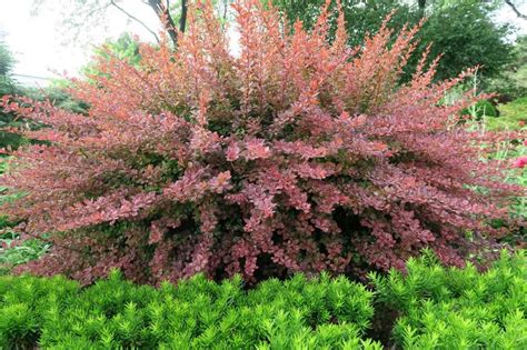 Berberis épine Vinette Planter Tailler Et Entretenir Promesse De