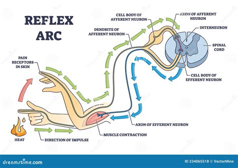 Reflex Arc Explanation With Pain Signals And Receptor Impulse Outline