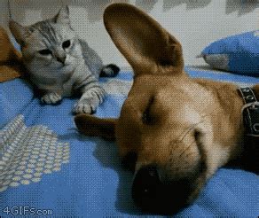 Cat Sleeping GIF - Find & Share on GIPHY