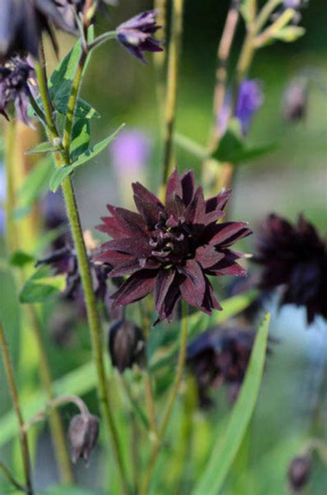 Aquilegia Black Barlow Flower Seeds Perennial 30 Etsy