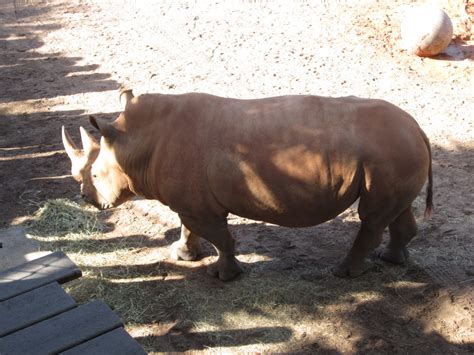 Rediscovering the Brevard Zoo - Simply Heartfelt