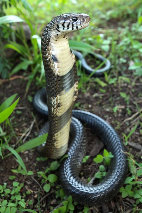 King Cobra Snake In Uganda Africa Stock Image Image Of