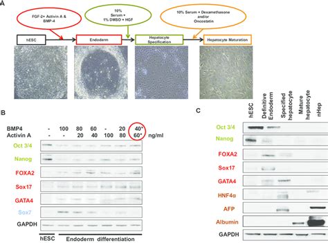 Generation Of Hepatocyte Like Cells From Hesc A Schematic