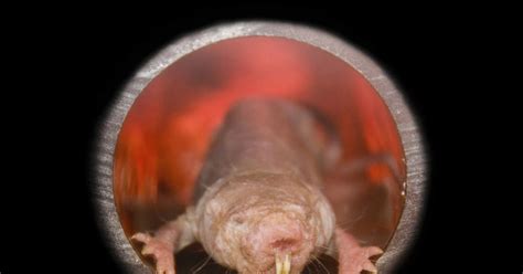 Naked Mole Rats Feel Almost No Pain Here S Why WIRED