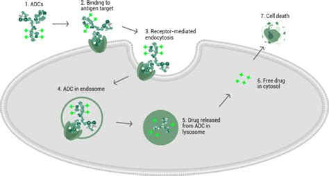 Emerging Adc Target Antigens In Solid Tumors Sino Biological