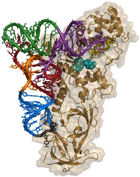 Aminoacyl TRNA Synthetase Transfer RNA Biology Anticodon, PNG, 1188x1498px, Aminoacyl Trna ...