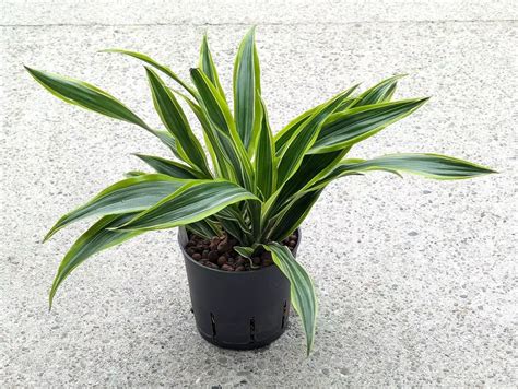 Dracena Lemon Limę Niska Cena Na Allegropl