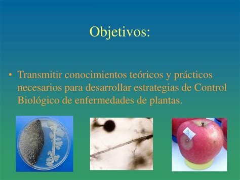 Ppt Control Biol Gico De Enfermedades De Plantas Powerpoint