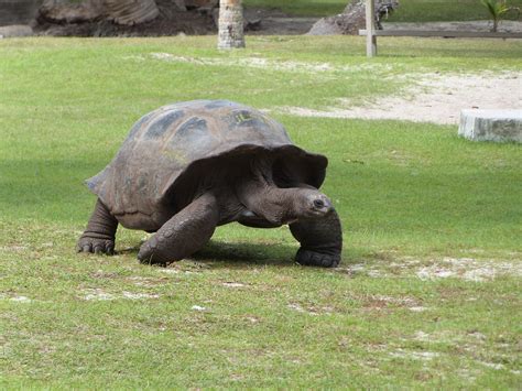 Tortue G Ante Des Seychelles Aldabrachelys Gigantea Flickr