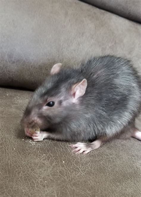 A Small Rat Sitting On Top Of A Couch