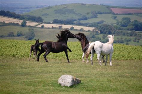 Hiking in Dartmoor National Park - Southwestrambler.com