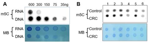 M C Methylcytosine Elisa Kit Raybiotech