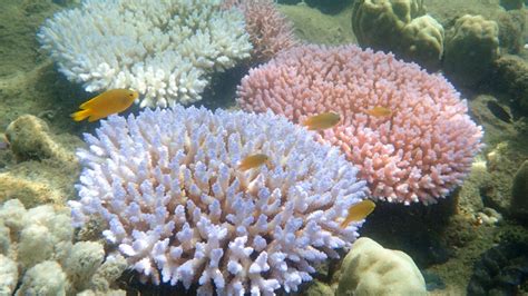 Coral bleaching affects over 90% of Great Barrier Reef | CNN