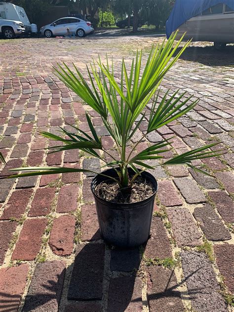 Large 3 Gallon Livistona Decora Decipiens Weeping Cabbage Palm Or