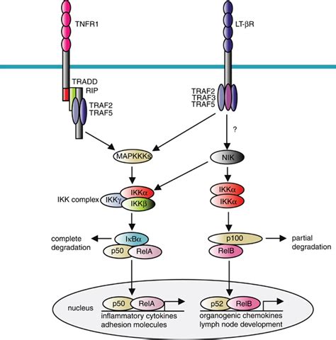 The Classical And Nonclassical Nf B Activation Pathways The Classical