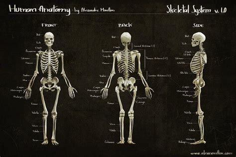 Anatomia Cz Owieka Dla Szkielet Cz Owieka Biomechaniczny Cz Owiek I