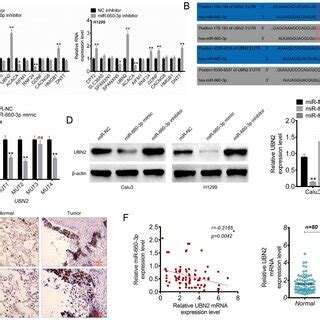 Circ Was Up Modulated In Nsclc A Exploration Of Circ