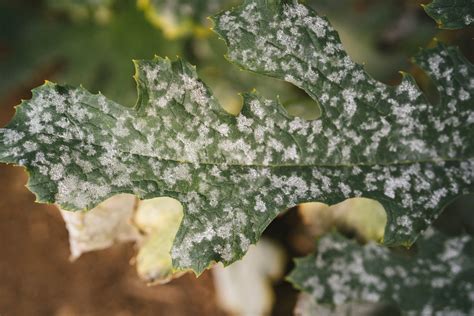 Explique Lengua Jadeo Tipos De Plagas Y Enfermedades En Las Plantas