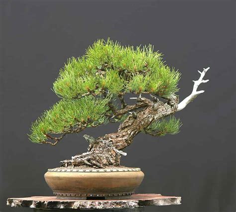 Pine Bonsai Tree - A-Z Animals