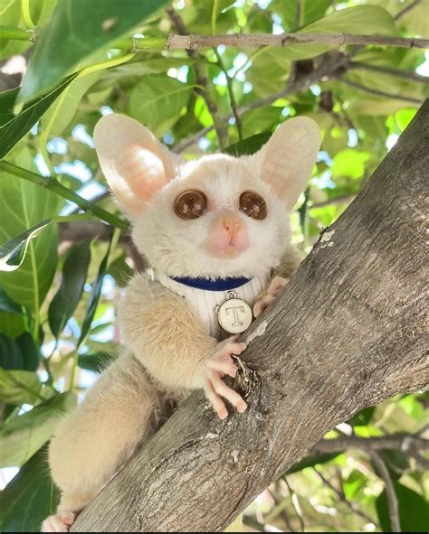 「Bush Baby」おしゃれまとめの人気アイデア｜Pinterest｜Petty Wildbret | 可愛すぎる動物, かわいいペット, ペット