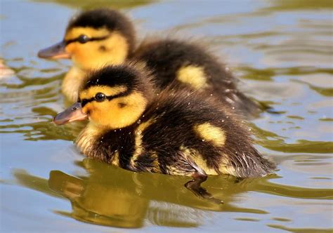 Mallard Ducklings Duck Chicks Cute Small Swim Water Bird