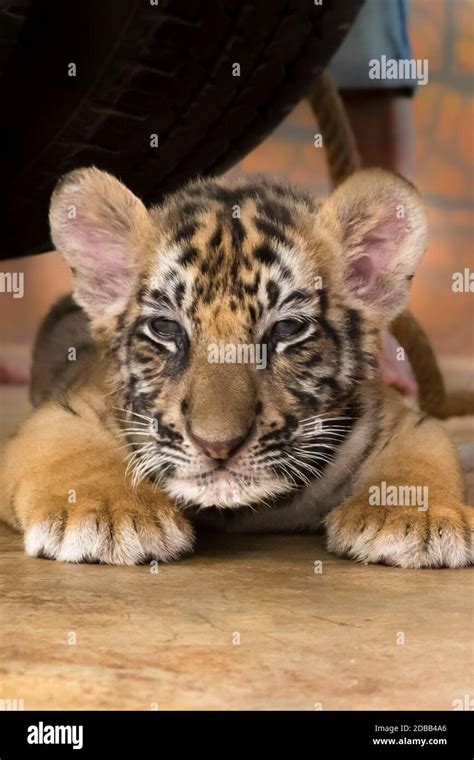 Baby bengal tiger Stock Photo - Alamy