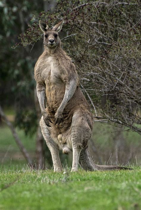 Australian Wildlife Conservation Kangaroo In Grassland Kangaroo In