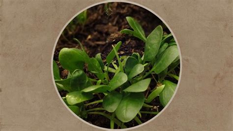 The Best Methods For Growing Spinach Indoors