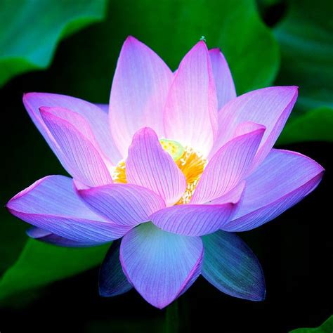 Pin On Flower Lotus Padma