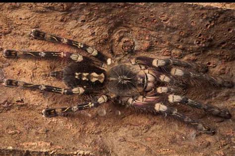 In Photos The Amazing Arachnids Of The World Live Science