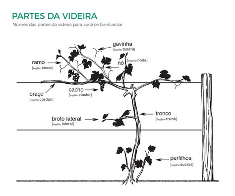 Guia Completo De Como Plantar Uva Em Casa Vittis