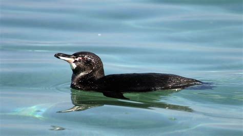 Pinguim das Galápagos Guia de Fauna RutaChile