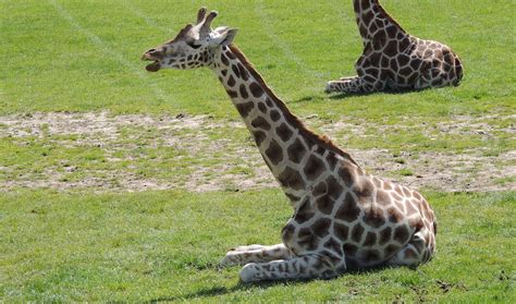 Resting Giraffes Zoo - Free photo on Pixabay - Pixabay