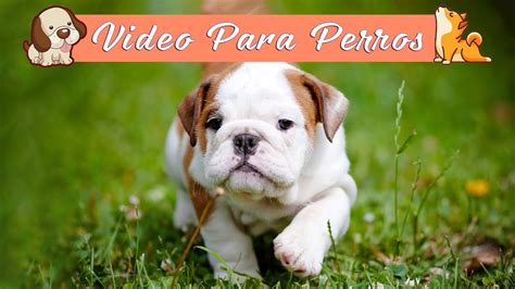 MÚSICA para DORMIR RELAJAR a PERROS en 5 MINUTOS Videos para perros