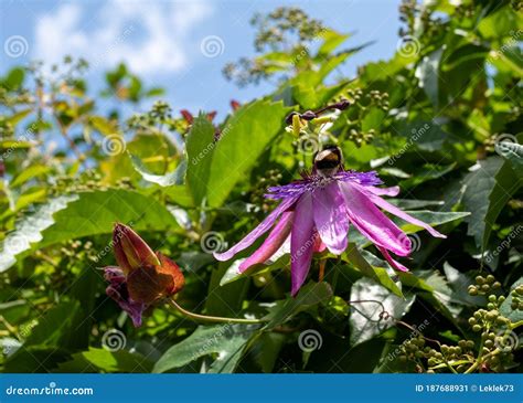 Stunning Pink Passion Flower Facing Upwards Photograped In The Butts