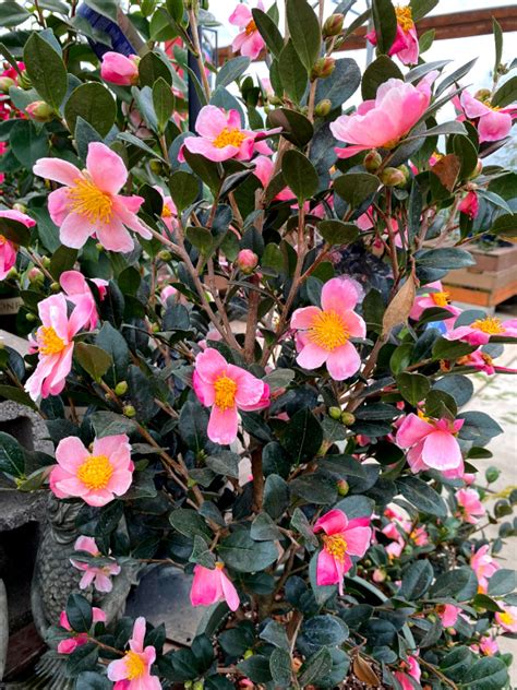 Camellia Pink A Boo 3 Yard N Garden Land