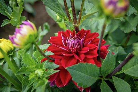 Red Dahlia Photograph By Rose Guinther Fine Art America