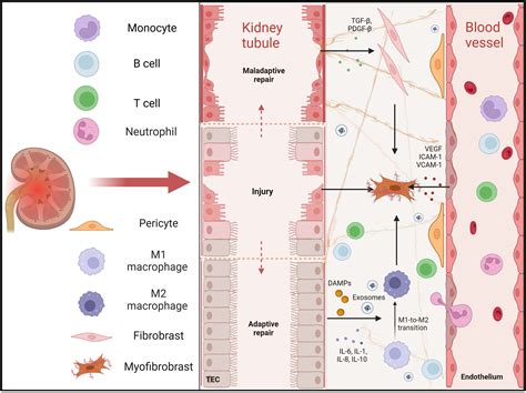 Renal Tubular Cells Peroxiredoxin 1 Aggravates Acute Kidney Injury By