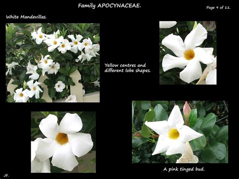 Mandevilla - Botany Brisbane