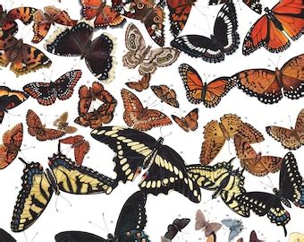 Butterflies Of North America Signed Poster 18x24 Etsy