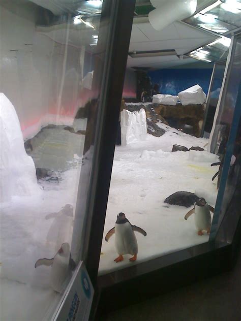 Penguin Exhibit at Melbourne Aquarium - ZooChat